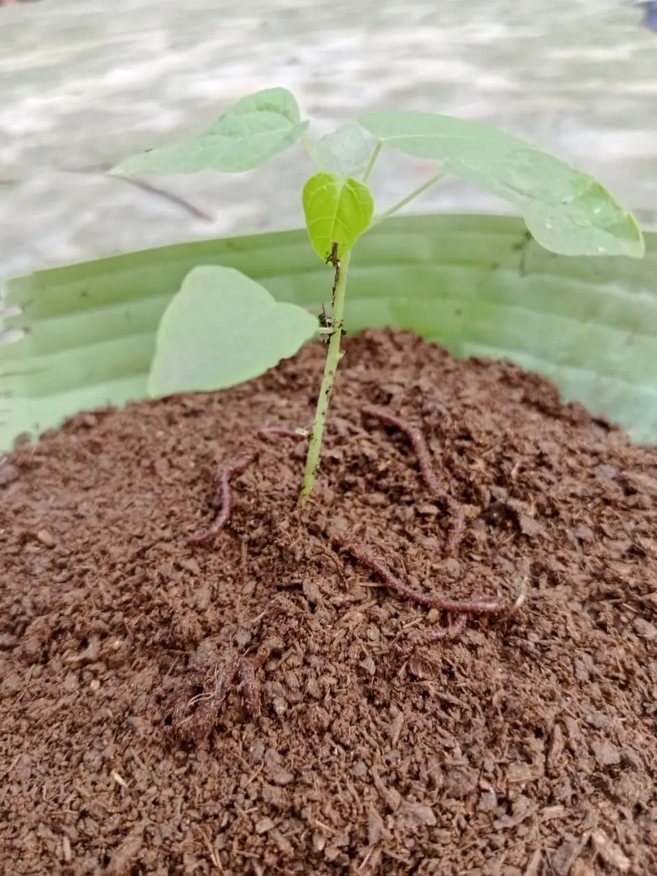 first image